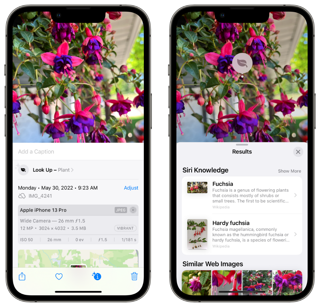 天长苹果手机维修分享小技巧：使用 iPhone 相机识别花卉植物 